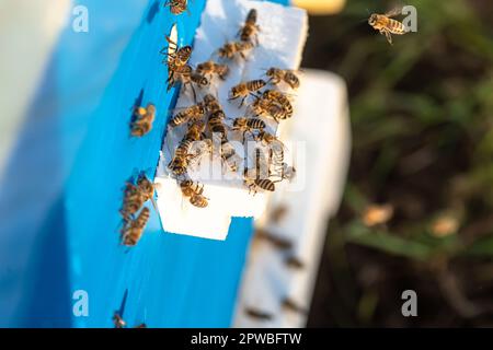 sciame di api affollate ronza intorno al loro alveare di legno, raccogliendo nettare e polline dai fiori circostanti. Foto Stock