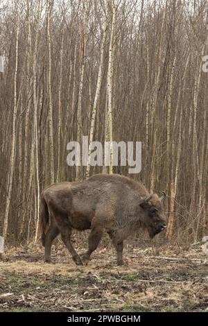 Mucca di bisonte/ femmina che cammina attraverso Blean Woods, il primo bisonte del Regno Unito Foto Stock