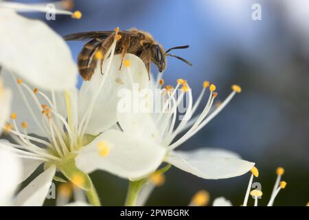 Common solco ape impollinante damson frutta albero fiori, all'inizio di primavera, Regno Unito. Foto Stock