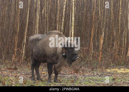 Bisonte europeo femminile in piedi da solo - primo bisonte britannico selvaggio / libero roaming, Blean Woods, Inghilterra.. Foto Stock