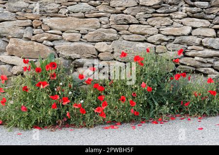 Papaveri lungo il fianco di una strada in Valle d'Aosta in primavera Foto Stock