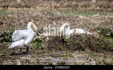 Primo piano di coppia di Mute Swans costruzione nido su mudflats a Poole Harbour - uno seduto sul nido Foto Stock