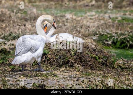 Primo piano di coppia di Mute Swans costruzione nido su mudflats a Poole Harbour - uno seduto sul nido Foto Stock