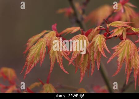 Rami con foglie su Acer japonicum in natura Foto Stock