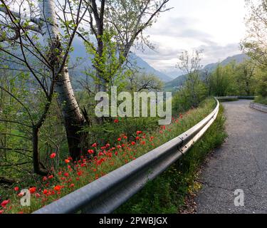 Papaveri lungo il fianco di una strada in Valle d'Aosta in primavera Foto Stock