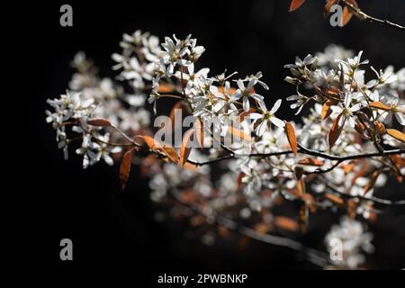 Primo piano dei delicati fiori bianchi della Pera di roccia (Amelanchier lamarckii) che crescono su sfondo scuro. Le foglie giovani sono leggermente rosse. Foto Stock