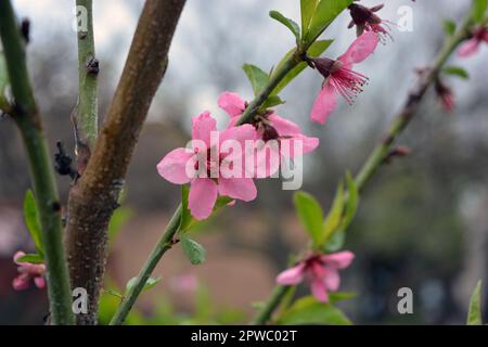 Colate lunghe di colore verde primavera e boccioli rosa, viola, infiorescenze di una pesca giovane. Pesca domestica che cresce nel giardino di casa. Foto Stock