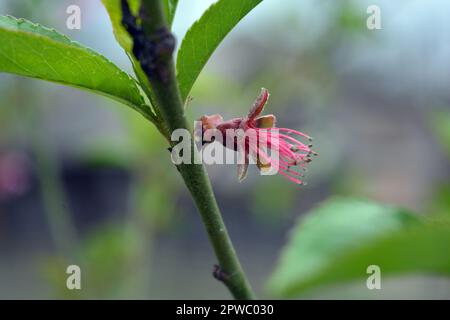 Colate lunghe di colore verde primavera e boccioli rosa, viola, infiorescenze di una pesca giovane. Pesca domestica che cresce nel giardino di casa. Foto Stock