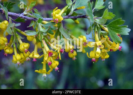 Currante boscaglia di frutta bella e luminosa con fiori gialli interessanti e foglie verdi che crescono sulla strada. Foto Stock