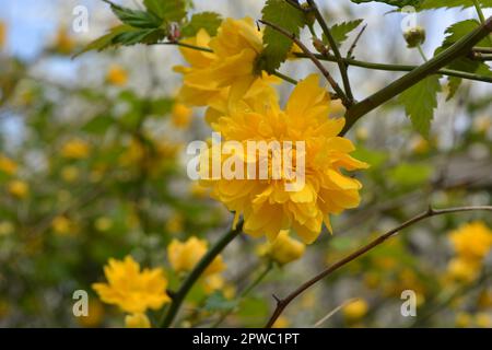 Giallo brillante shaggy, fiori soffici, grandi cespugli rosa giapponese, Kerria japonica con foglie verdi crescono sulla strada del cortile della casa. Foto Stock