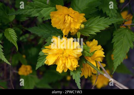 Giallo brillante shaggy, fiori soffici, grandi cespugli rosa giapponese, Kerria japonica con foglie verdi crescono sulla strada del cortile della casa. Foto Stock