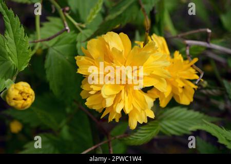 Giallo brillante shaggy, fiori soffici, grandi cespugli rosa giapponese, Kerria japonica con foglie verdi crescono sulla strada del cortile della casa. Foto Stock