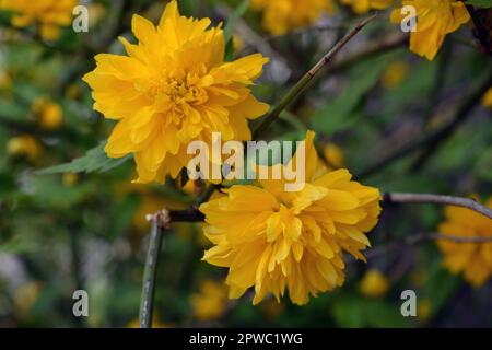 Giallo brillante shaggy, fiori soffici, grandi cespugli rosa giapponese, Kerria japonica con foglie verdi crescono sulla strada del cortile della casa. Foto Stock