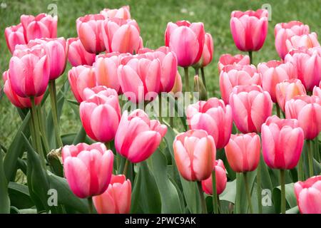 Tulipani rosa, tulipani ibridi Darwin, Tulipa "Pink Impression" Foto Stock