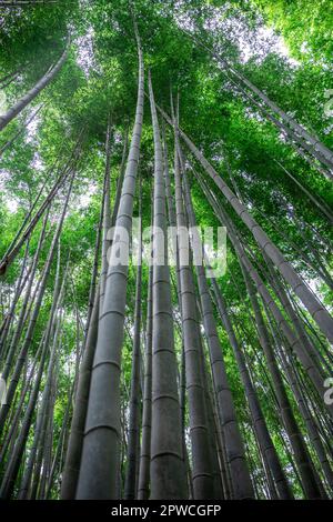 Arashiyama foresta di bambù, aprile 2023, famosa destinazione turistica a Kyoto, Giappone, Asia Foto Stock