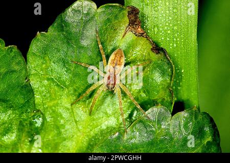 Ragno lupo (Lycosoidea sp.) Foto Stock