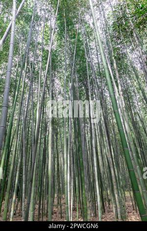 Arashiyama foresta di bambù, aprile 2023, famosa destinazione turistica a Kyoto, Giappone, Asia Foto Stock