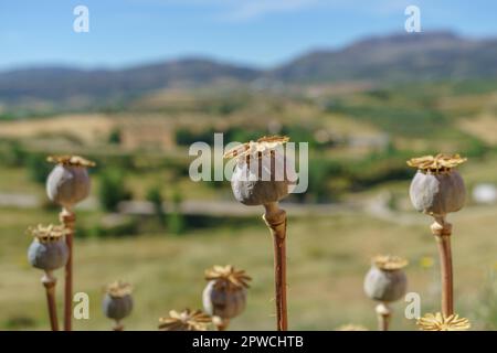 Primo piano di teste di papavero di oppio (Papaver somniferum), comunemente noto come papavero di oppio sullo sfondo un paesaggio montano Foto Stock