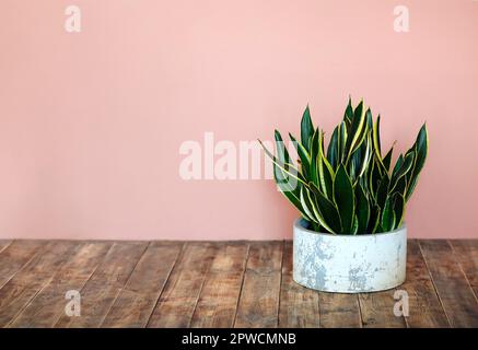 Pianta di Sansevieria o pianta di serpente in casa di pentola e giardino Concept, Sansevieria trifasciata, Asparagaceae Foto Stock