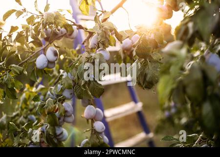 Rami di albero con prugne mature appese vicino a scala sfocata all'alba in giardino Foto Stock