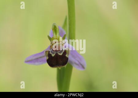 Ape-ragwort (Ophrys apifera), figura floreale, mimicry, dettaglio, fotografia naturalistica, Hoehfeldplatte e Scharlachberg, Thuengersheim, bassa Franconia Foto Stock