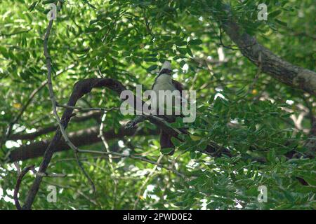 Il Grido bianco si trova su un albero in natura. Foto Stock