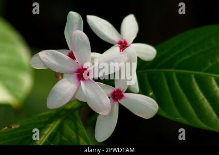 Kopsia fruticosa è un bouquet di fiori con splendidi rosa fioriti Foto Stock