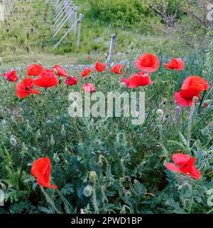 Papaveri in primavera in un campo con un vigneto alle spalle, Valle d'Aosta, NW Italia Foto Stock