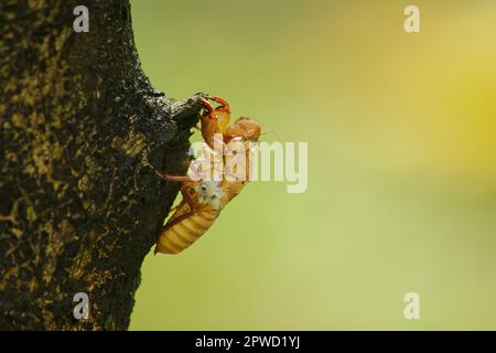 Cicada pelle sul treeThat è il ciclo di questo ciclo che ha iniziato a riprodursi, deporre le uova, schivare nel sottosuolo. E sono salito alla muta Foto Stock