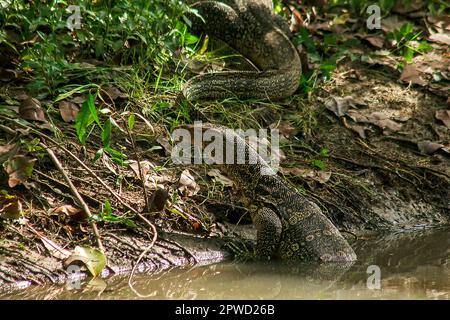 Varanus salvator e' un rettile che vive nell'acqua. Foto Stock