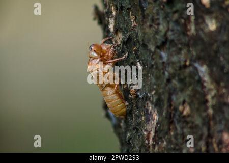 Cicada pelle sul treeThat è il ciclo di questo ciclo che ha iniziato a riprodursi, deporre le uova, schivare nel sottosuolo. E sono salito alla muta Foto Stock