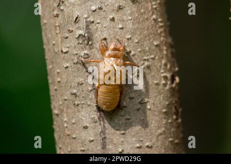 Cicada pelle sul treeThat è il ciclo di questo ciclo che ha iniziato a riprodursi, deporre le uova, schivare nel sottosuolo. E sono salito alla muta Foto Stock