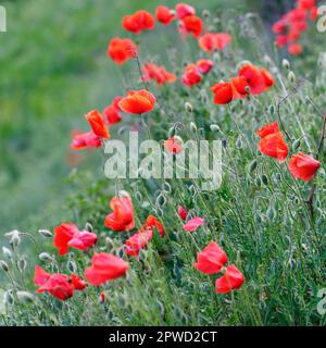 Papaveri in primavera in un campo, Valle d'Aosta, NW Italia Foto Stock