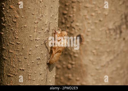 Cicada pelle sul treeThat è il ciclo di questo ciclo che ha iniziato a riprodursi, deporre le uova, schivare nel sottosuolo. E sono salito alla muta Foto Stock