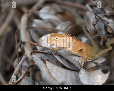 Testa di colore arancione del giardino orientale maschio o giardino orientale o lucertola modificabile su un ramo con sfondo marrone naturale., Lizard in Thailandia Foto Stock