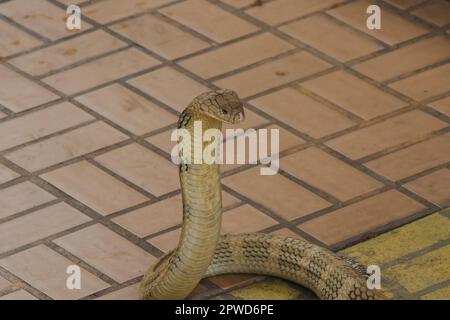 Re cobra sta alzando la testa. Il re cobra è il serpente velenoso più lungo del mondo. Foto Stock
