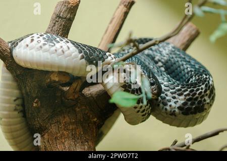 Naja siamensis è sul ramo. È una cobra che può spruzzare veleno che può spruzzare veleno lontano Foto Stock