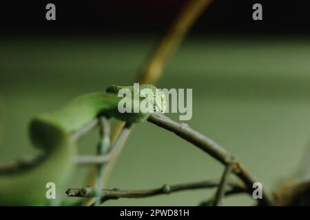 Il Pitviper dal bordo bianco è un serpente che cerca attività notturne sul terreno. Spesso vivono in alberi Foto Stock
