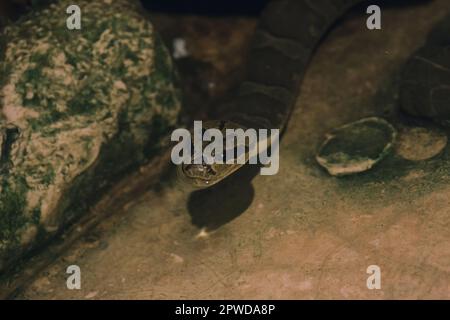 L'Homalopsis buccata in acqua ha un caratteristico colore marrone chiaro sulla testa. Sembra un cranio Foto Stock