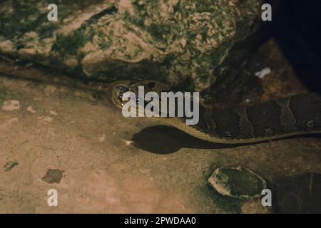 L'Homalopsis buccata in acqua ha un caratteristico colore marrone chiaro sulla testa. Sembra un cranio Foto Stock