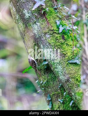 Treecreeper [ Certhia familiaris ] su tronco d'albero coperto di edera e muschio Foto Stock