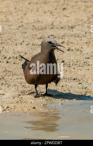 Common Noddy, Anous Stolidus alle Isole Lacepede, Kimberley Coast, WA, Australia Foto Stock