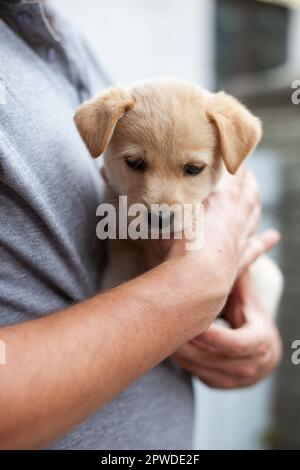 Uomo che tiene in mano un cucciolo beige carino. Senzatetto piccolo cane all'aperto. Il cucciolo è triste e spaventato. Sulla fragilità di un animale. Cura per il cucciolo Foto Stock