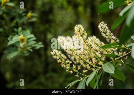 Bel fogliame, foglie verdi e fiori bianchi di Prunus laurocerasus, noto anche come ciliegio alloro o alloro comune in primavera Foto Stock