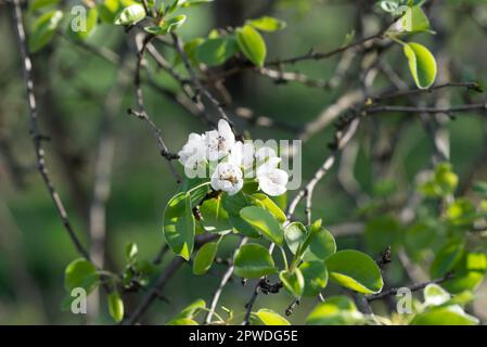 pera comune, pyrus communis fiori primaverili fuoco selettivo Foto Stock