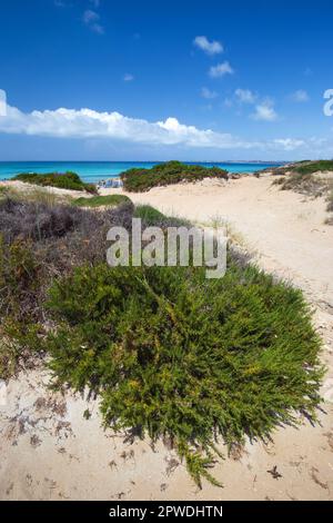 La spiaggia di punta della suina nel Salento in Puglia Foto Stock