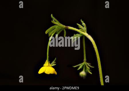 Macro Shot di giallo che strizza il fiore della Buttercup della famiglia Crowfoot su sfondo nero scintilla con goccioline di rugiada mattutina Foto Stock