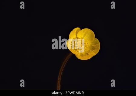 Macro Shot di giallo che strizza il fiore della Buttercup della famiglia Crowfoot su sfondo nero scintilla con goccioline di rugiada mattutina Foto Stock