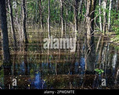 Una grande pozzanghera nel parco tra gli alberi, in una giornata di sole Foto Stock