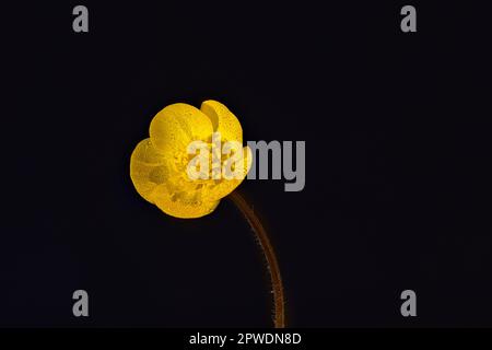 Macro Shot di giallo che strizza il fiore della Buttercup della famiglia Crowfoot su sfondo nero scintilla con goccioline di rugiada mattutina Foto Stock